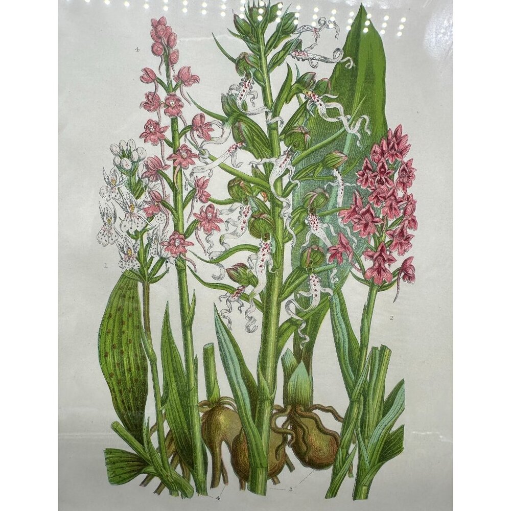 Vintage Botanical Art Print Pink Flower Wood Frame Anne Pratt 1855 Floral Matted - Picture 3 of 8